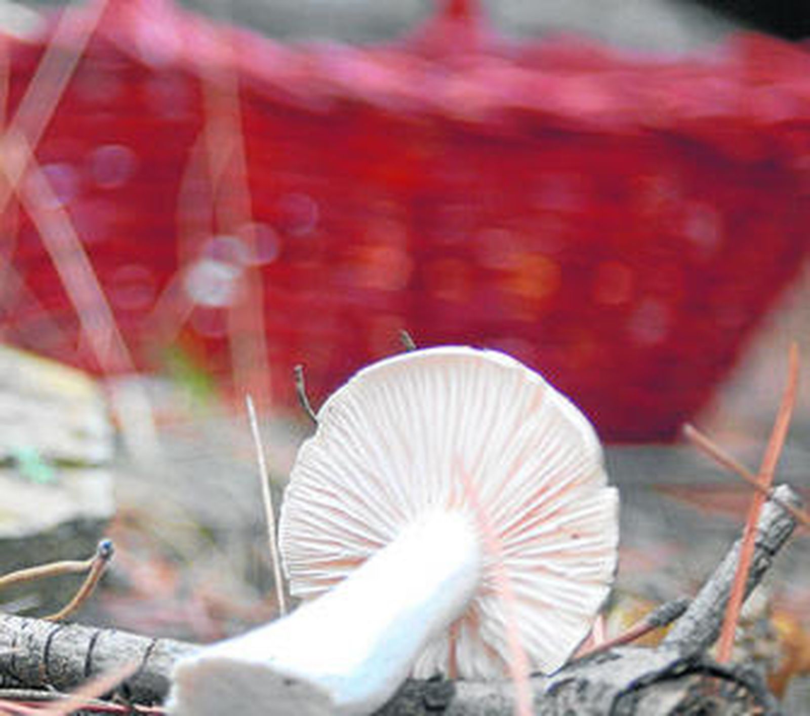 Se servirán ocho platos y vinos por 41,75 euros.