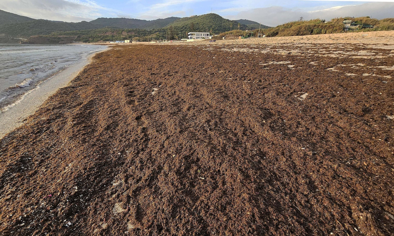 Fotos del nuevo arribazón de alga asiática en la playa de Getares de Algeciras