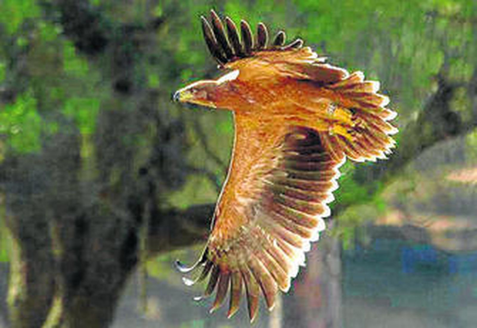 Un ejemplar de águila imperial ibérica emprende el vuelo en el entorno de Doñana.