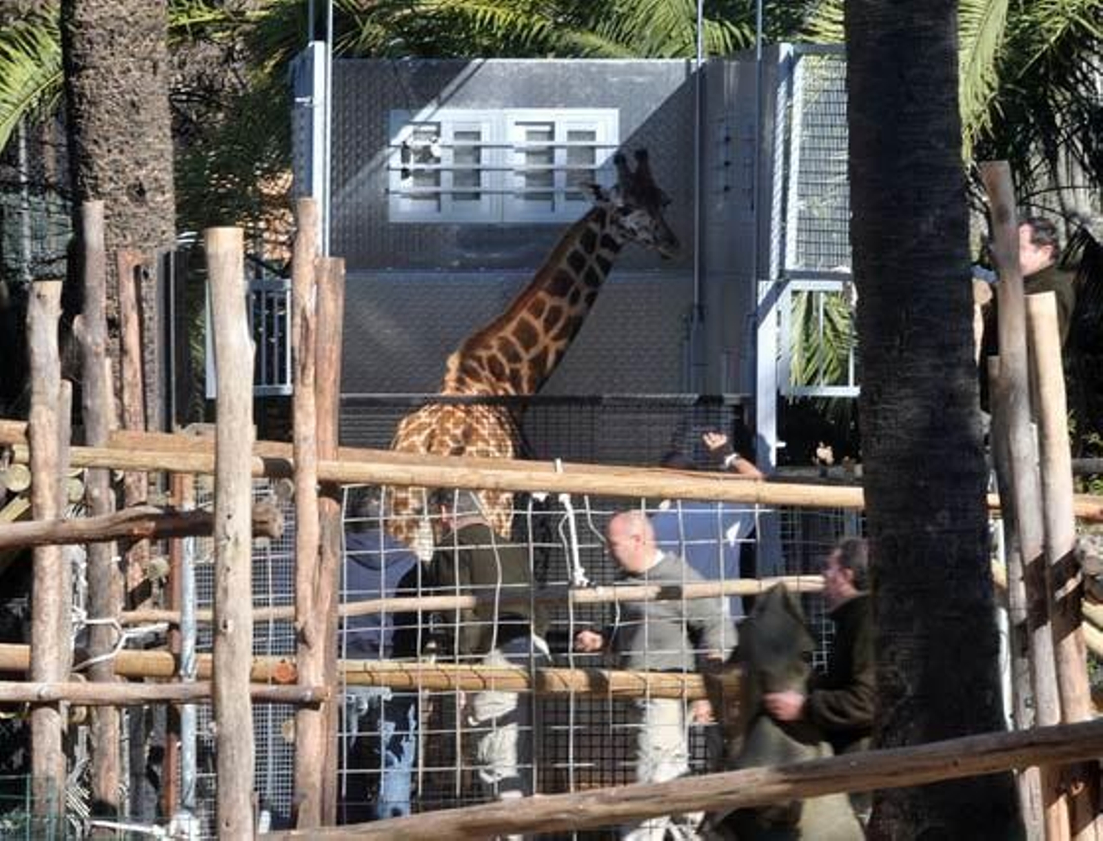 Jerezana, la jirafa de Rothschild nacida en marzo del año pasado en el Zoobotánico de Jerez ha sido trasladada al Parque Zoológico de Valencia para continuar con los trabajos de conservación de dicha especie  Foto: Manuel Aranda
