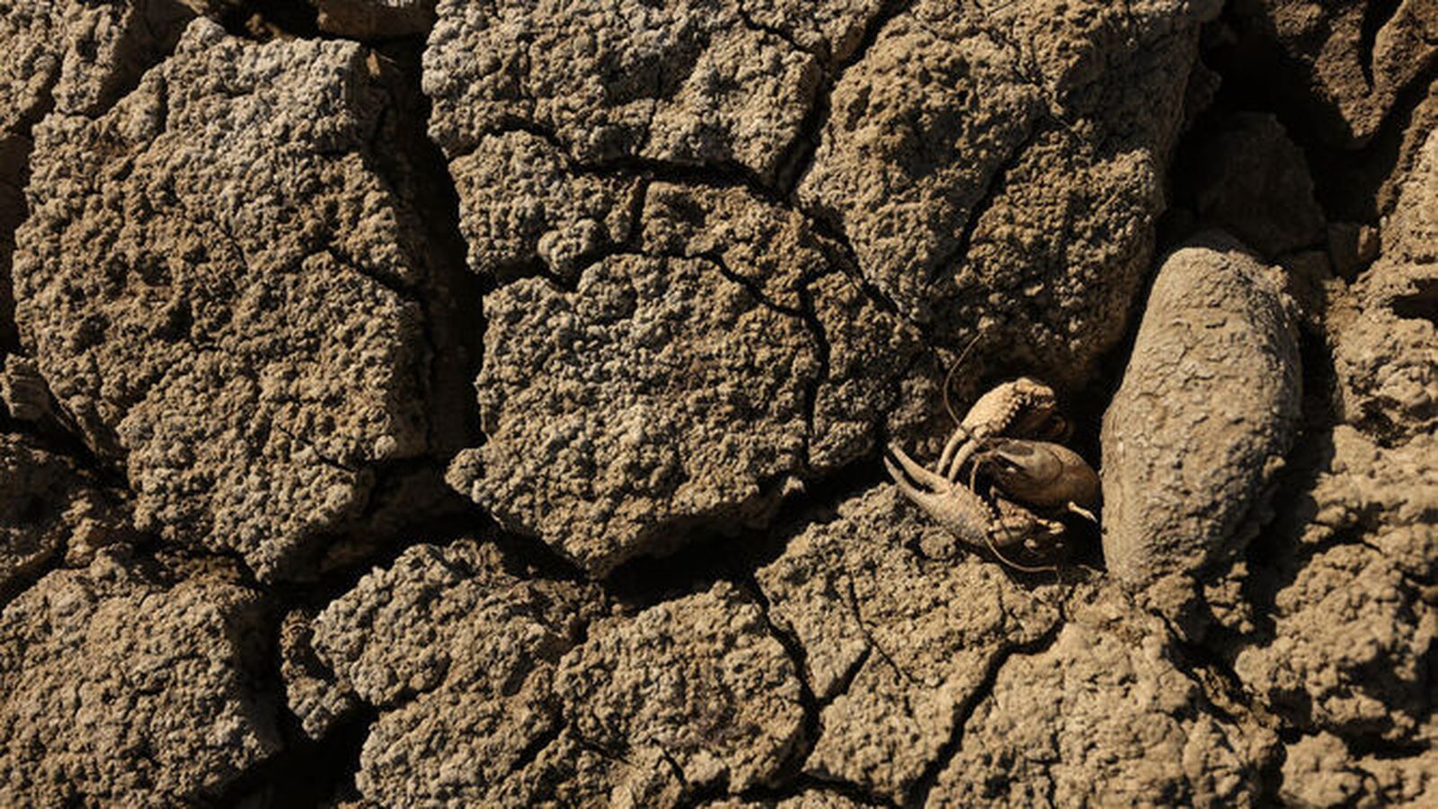 Sequía manifiesta en un humedal.