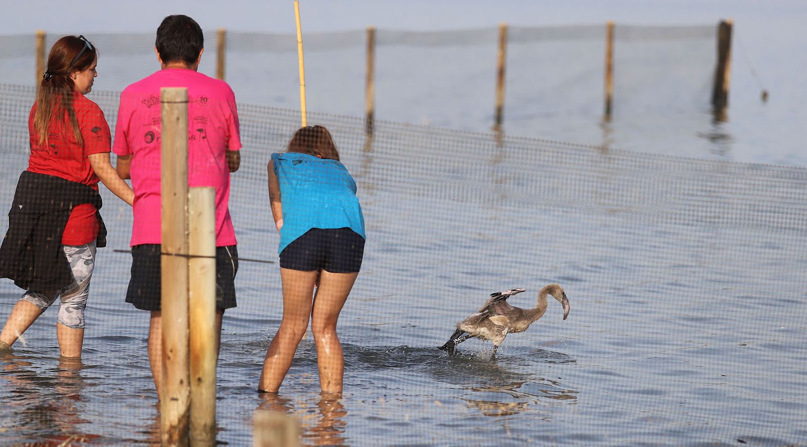 Imágenes del anillamiento de Flamencos en Marismas del Odiel
