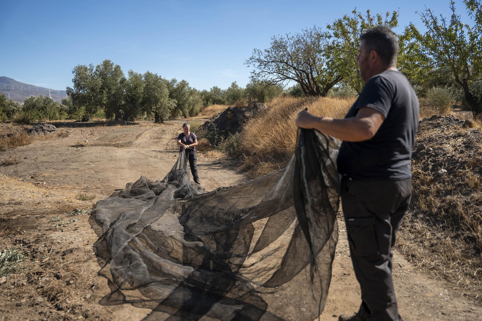 Las imágenes de la campaña recogida de acetuna en Fiñana