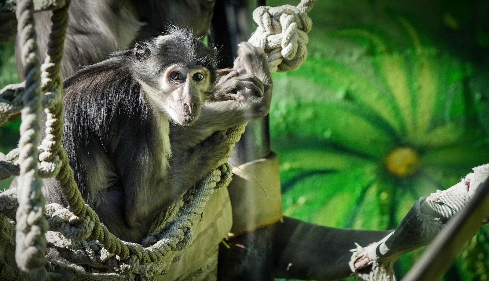 La especial mirada de los animales del Zoo de Jerez