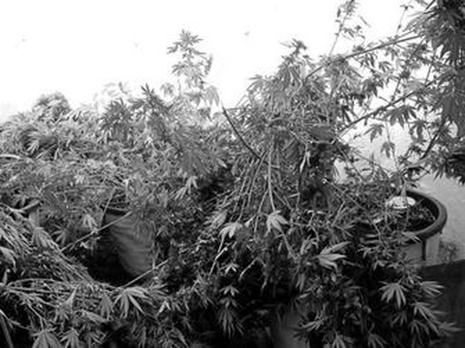 Las plantas tenían una altura de casi tres metros.