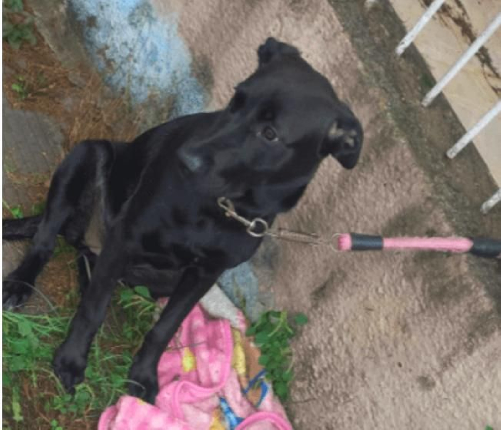 Abandona a su perra con su manta y deja una nota que indigna a las redes