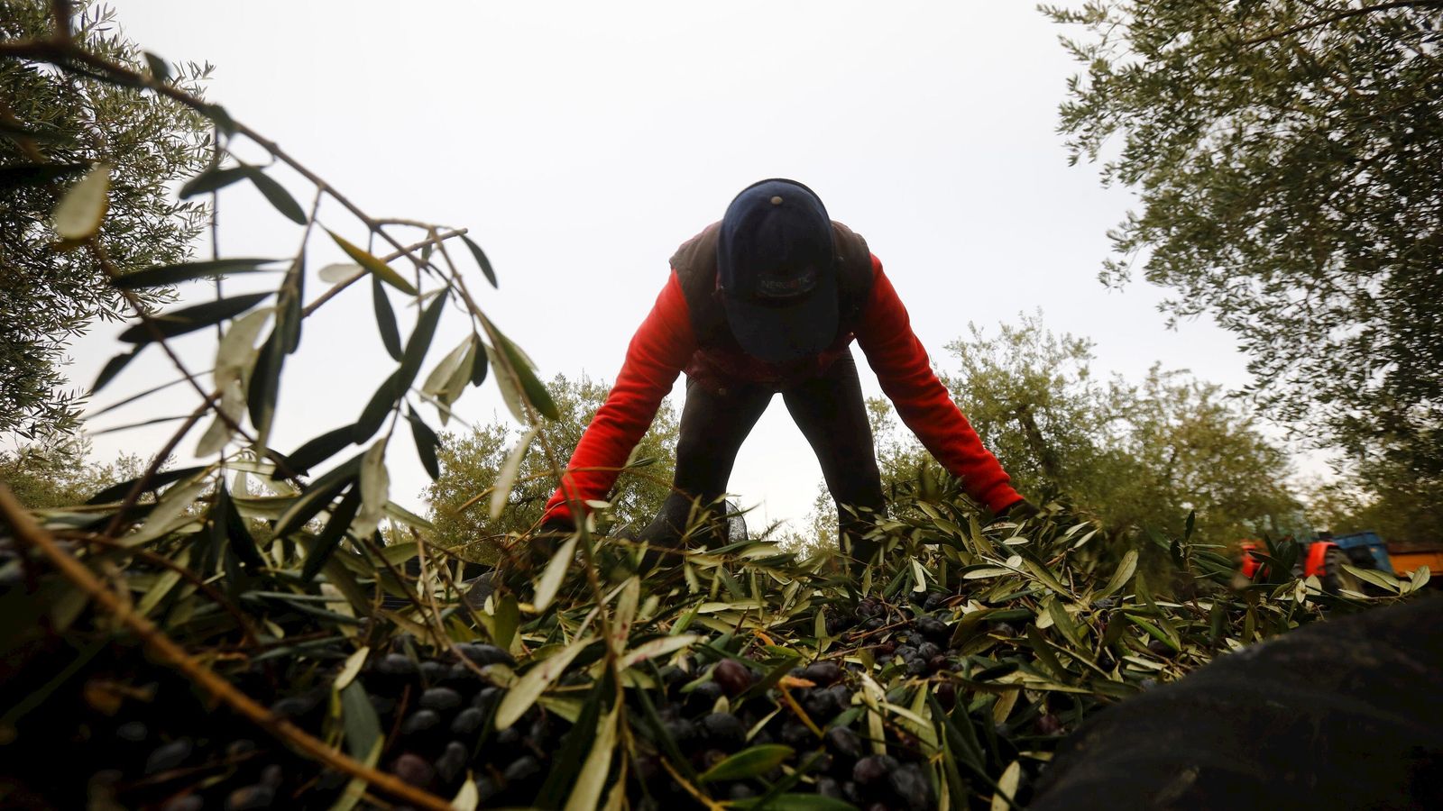 Recogida de la aceituna.