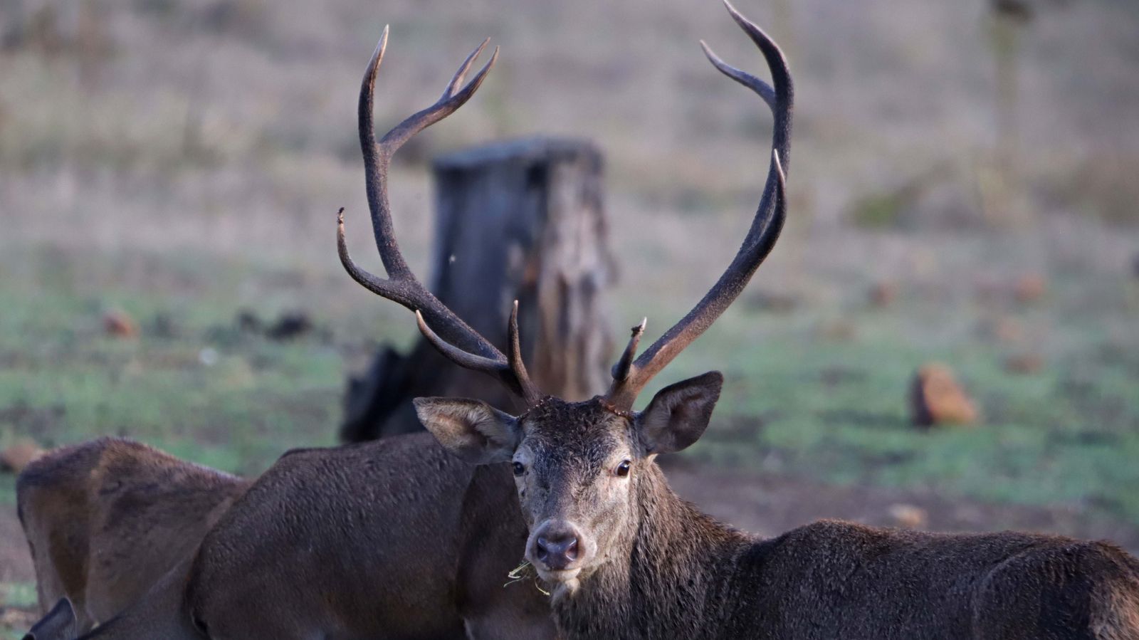 Fotos de la berrea en el Campo de Gibraltar