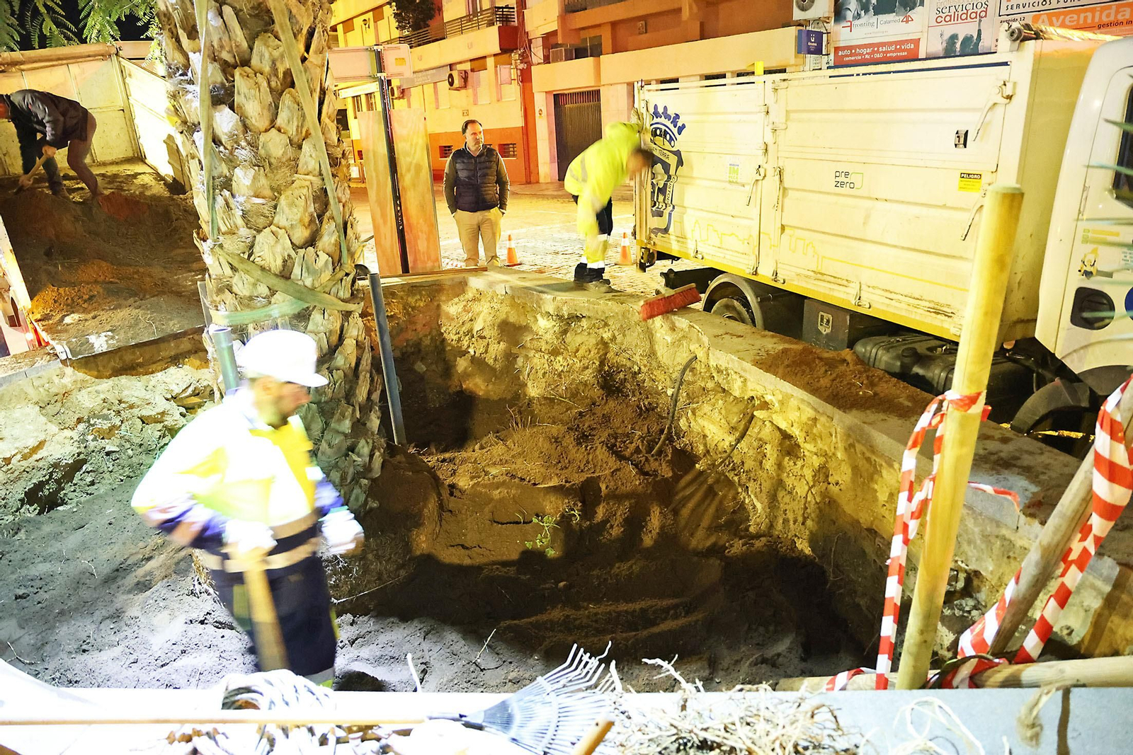 Las mejores imágenes de la plantación de la nueva palmera de Huelvaga