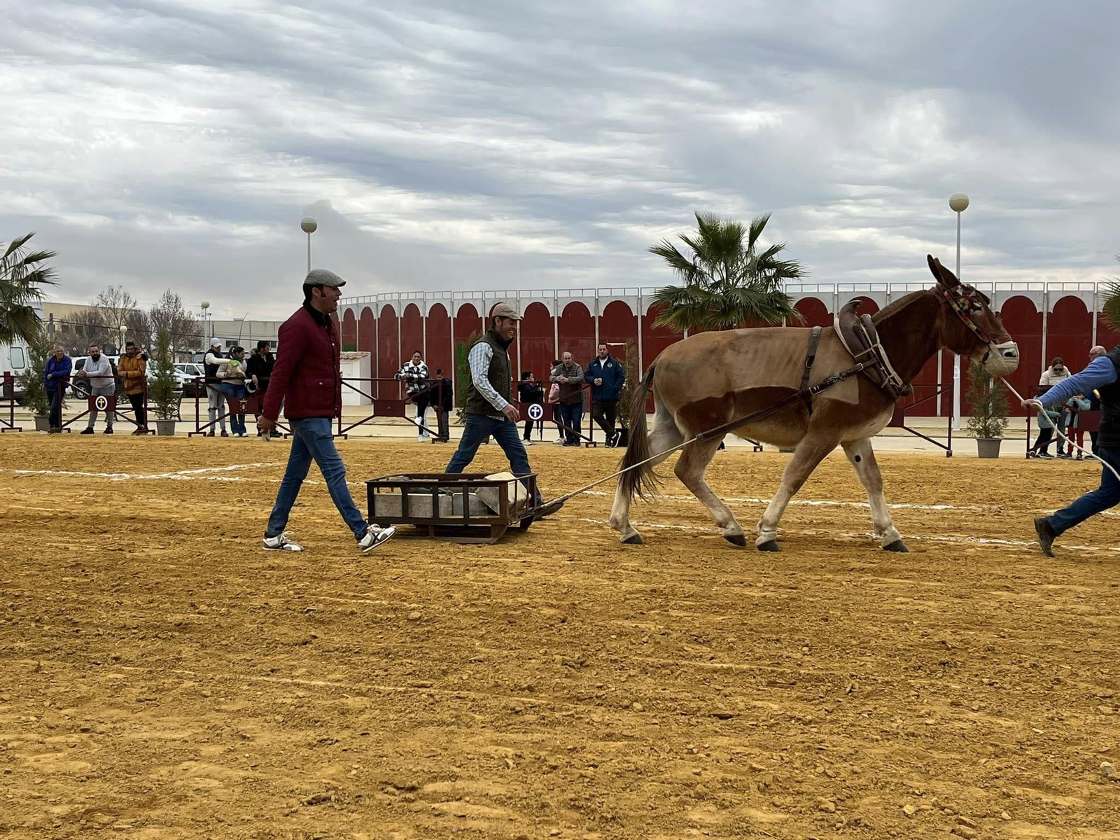 La exhibición ecuestre Caballos de Nuestra Tierra de Bujalance, en imágenes
