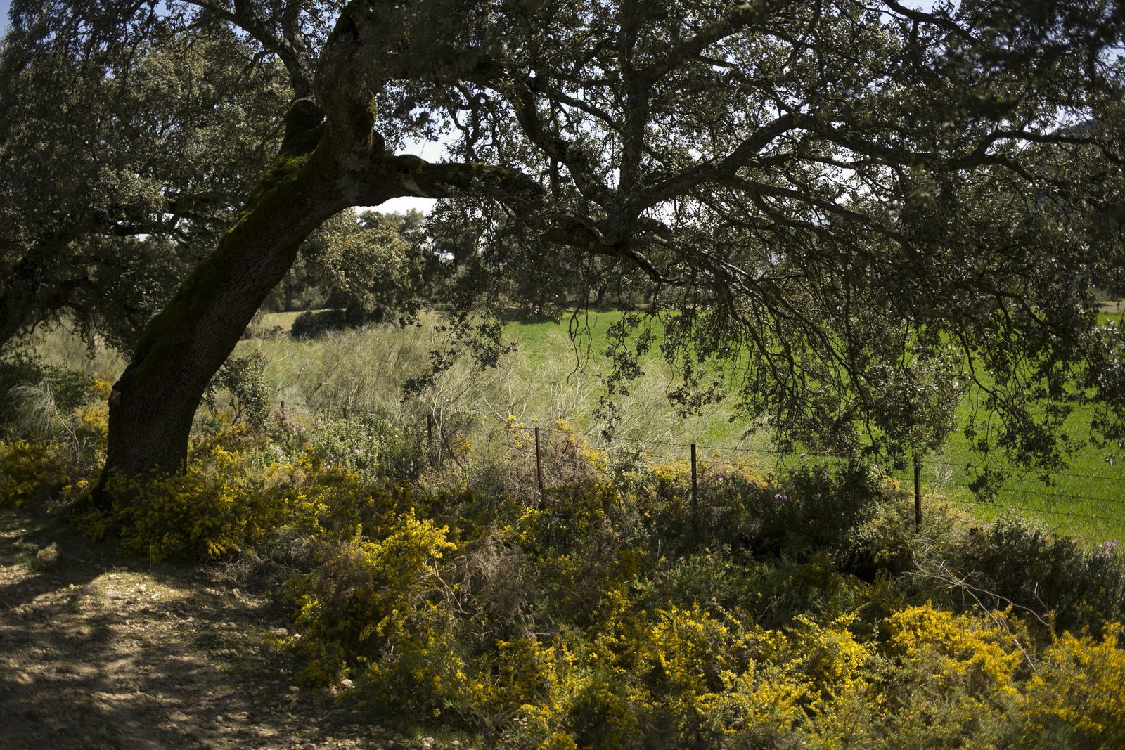 La primavera deja ver su paleta de color