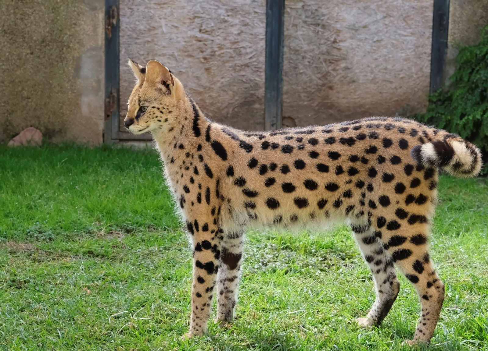 El serval recuperado en el Zoo de Córdoba, en imágenes