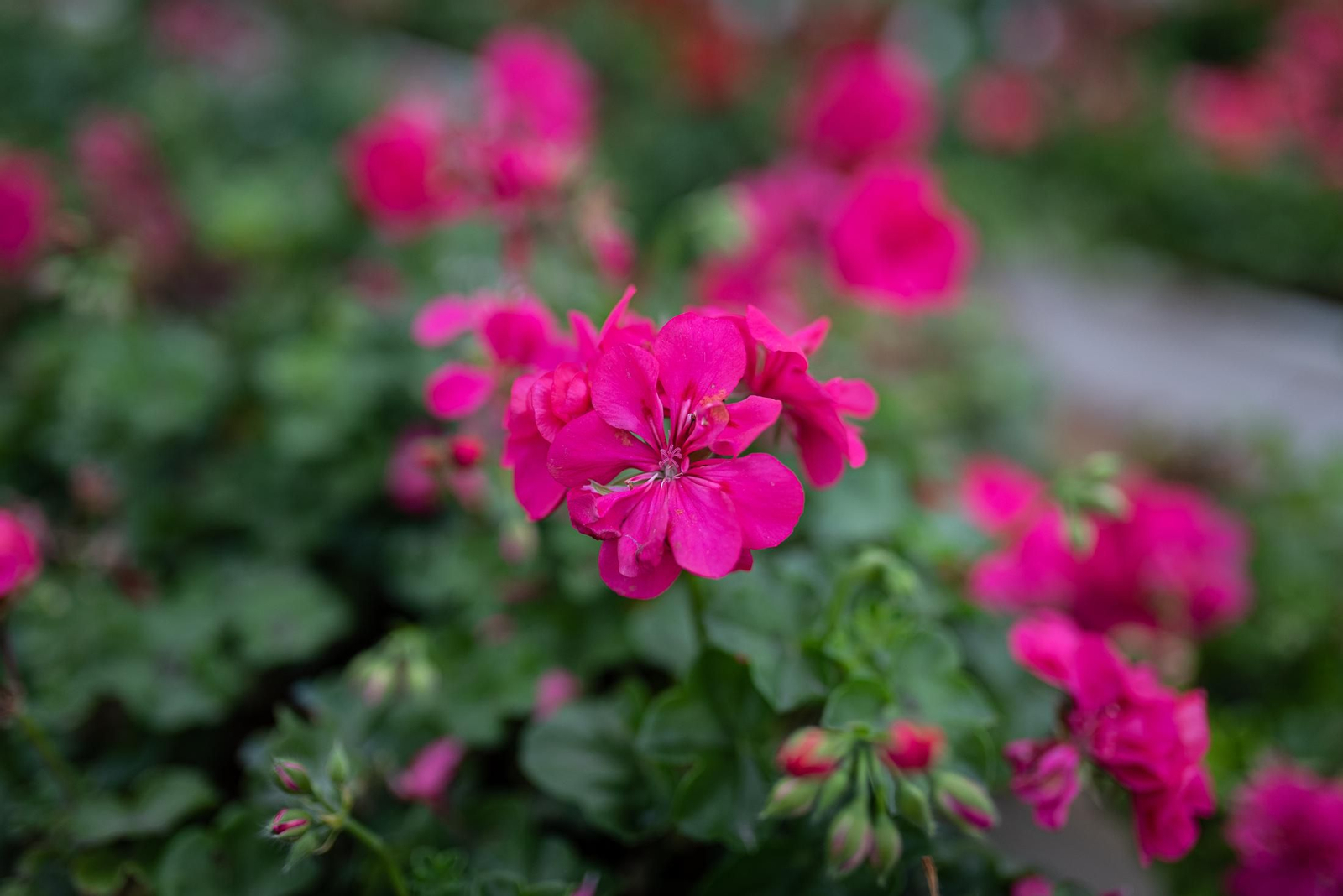 Visita al vivero municipal en imágenes
