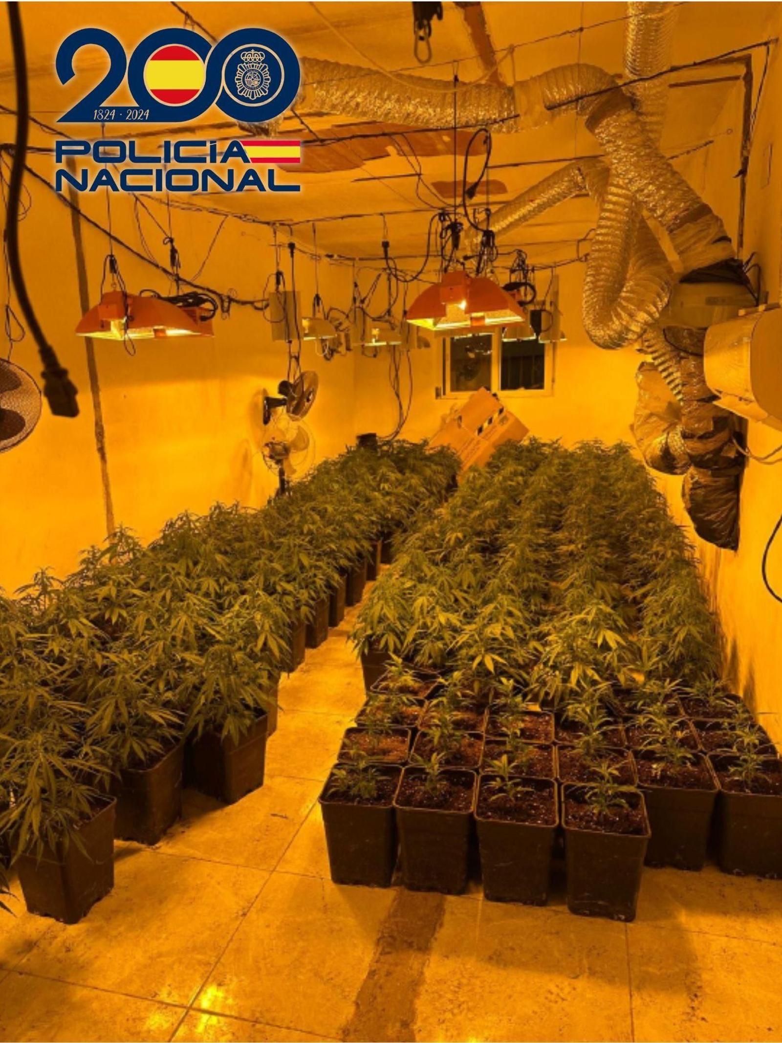 Marihuana intervenida durante esta operación policial.