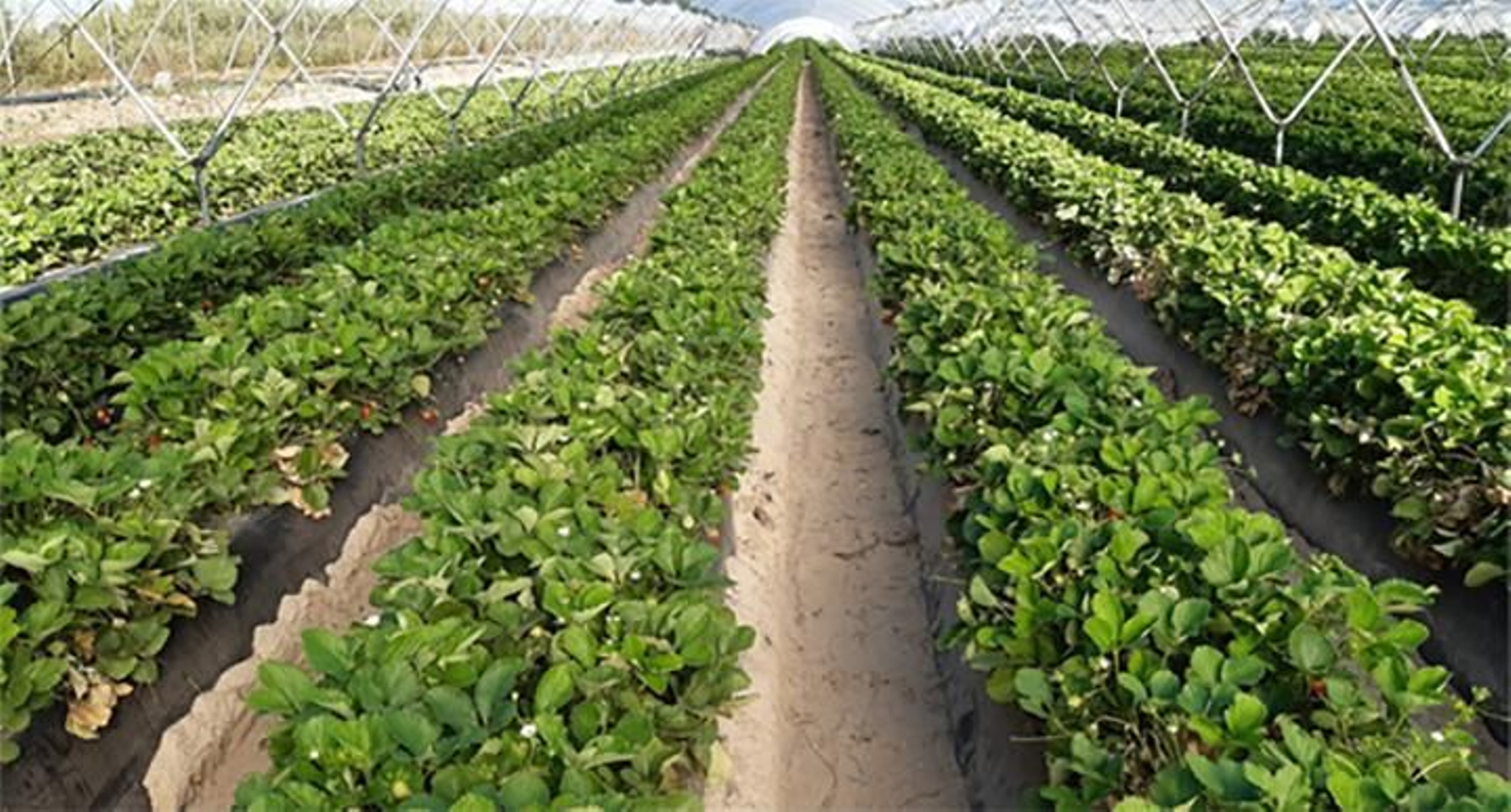 Imagen de una planta de fresa.