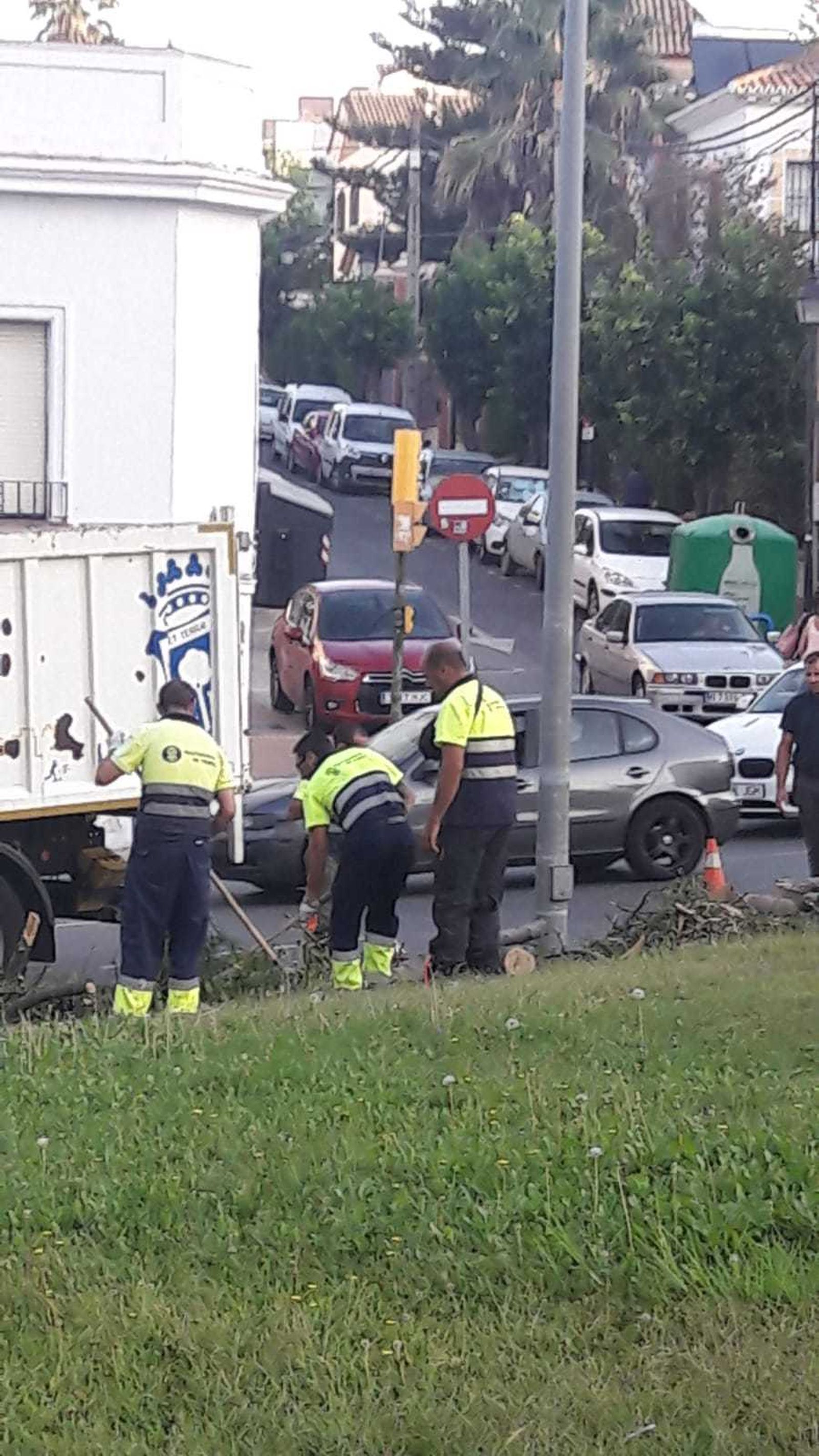 Un árbol se desploma en la rotonda de Juan Ramón Jiménez.