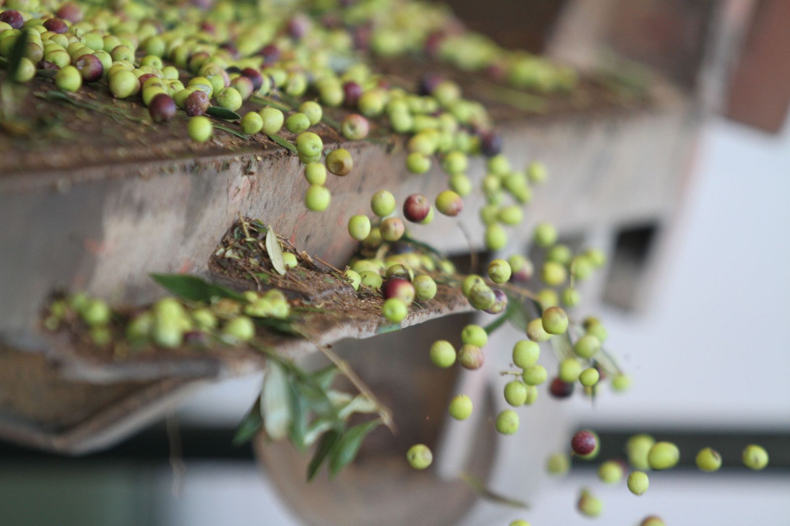 El olivar es uno de los sectores que más aporta a la agricultura ecológica.