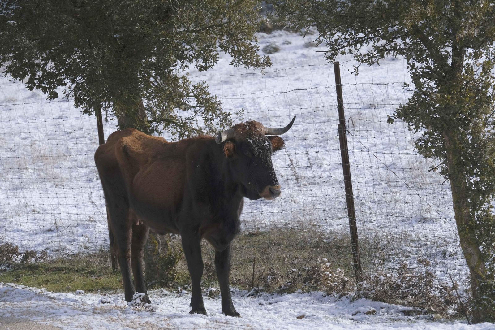 Nevada en la Serranía de Ronda, en fotos.