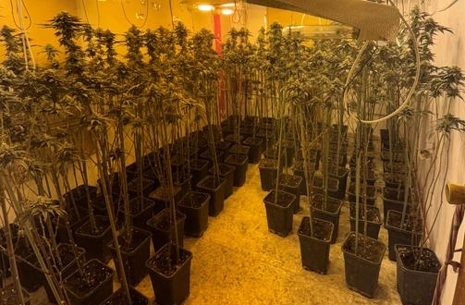 Imagenes de las plantas intervenidas por la Policía Nacional