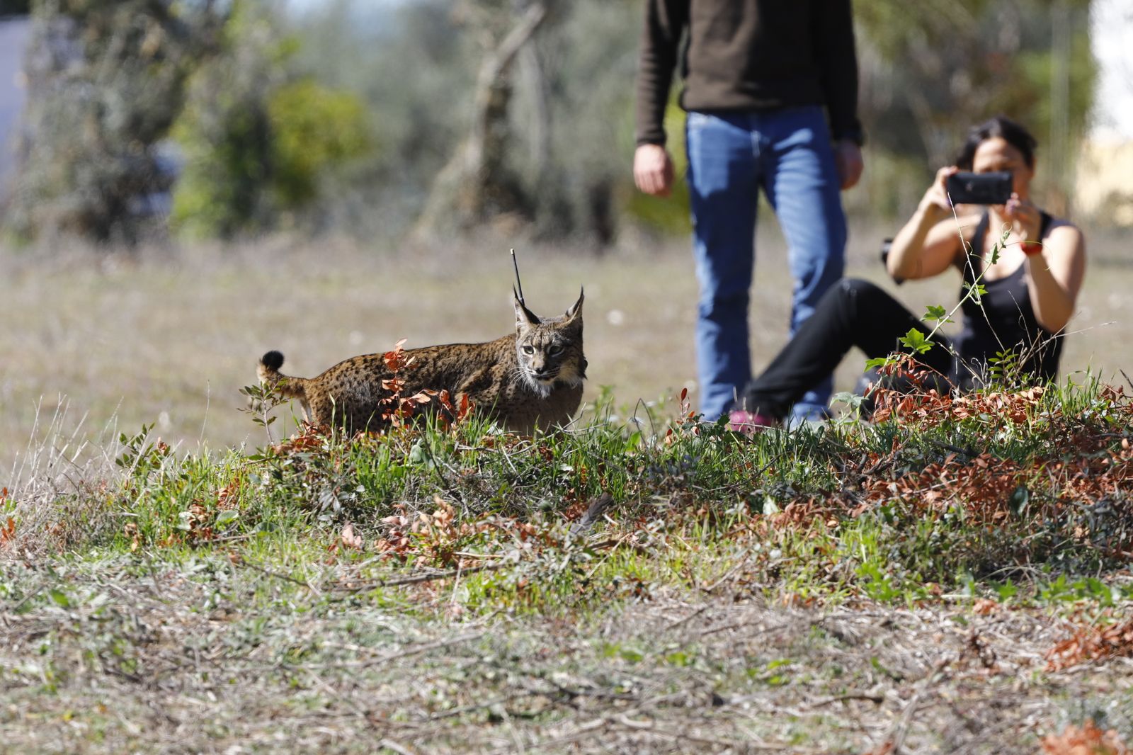 La suelta de la lincesa Salema en el Guadalmellato de Córdoba, en fotografías.