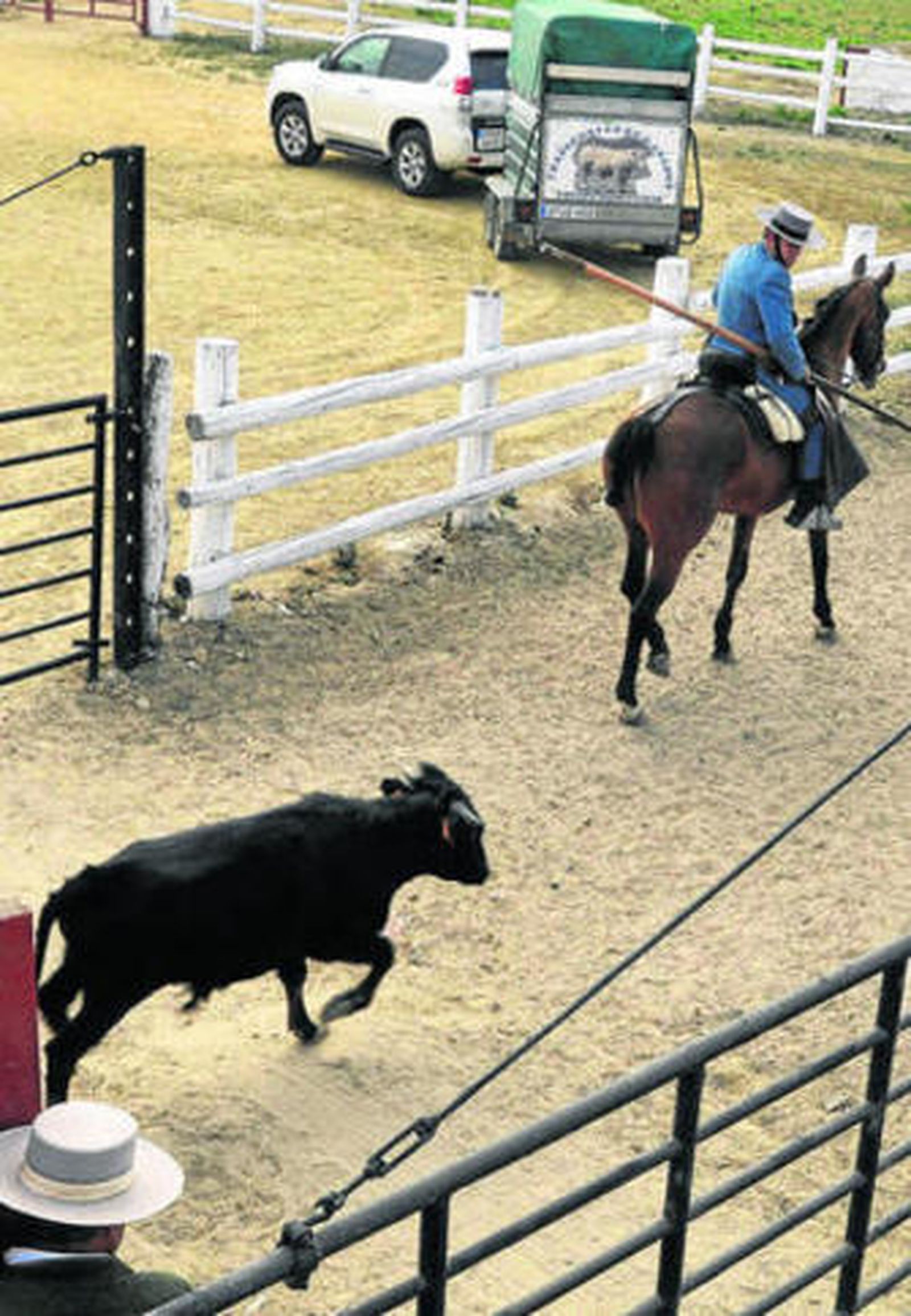 El toro clonado, ayer a la entrada de la finca de El Toruño.