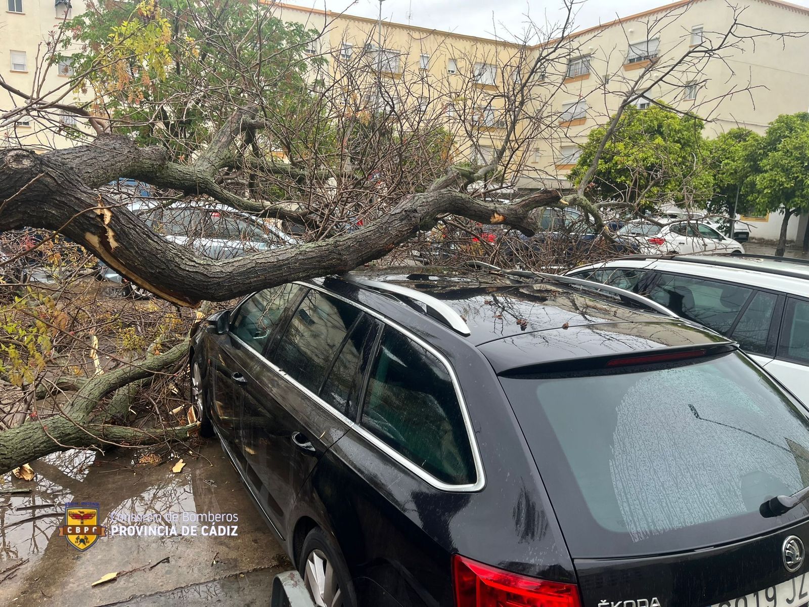 Imagen de un árbol caído sobre un vehículo particular en Jerez