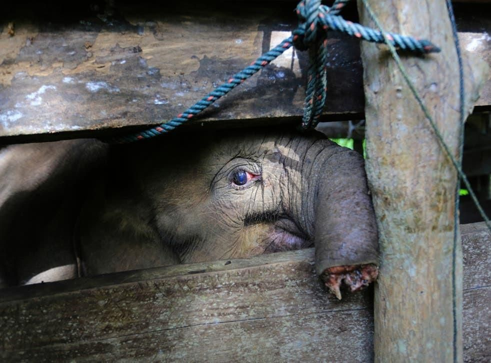 Muere una cría de elefante tras perder trágicamente su trompa en Indonesia Muere una cría de elefante tras perder trágicamente su trompa en Indonesia