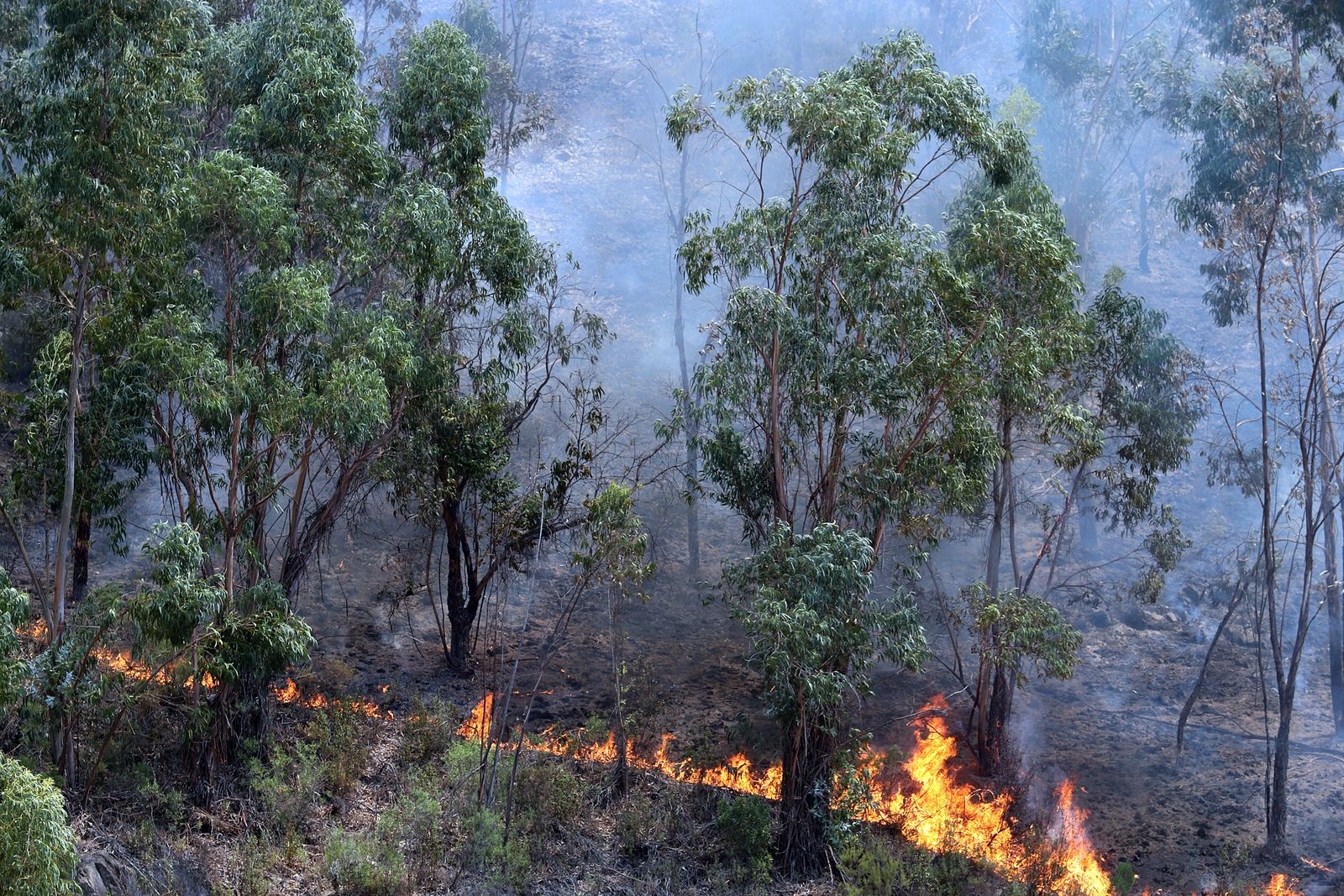 Imágenes de la devastación que deja a su paso el incendio de Almonaster la real.