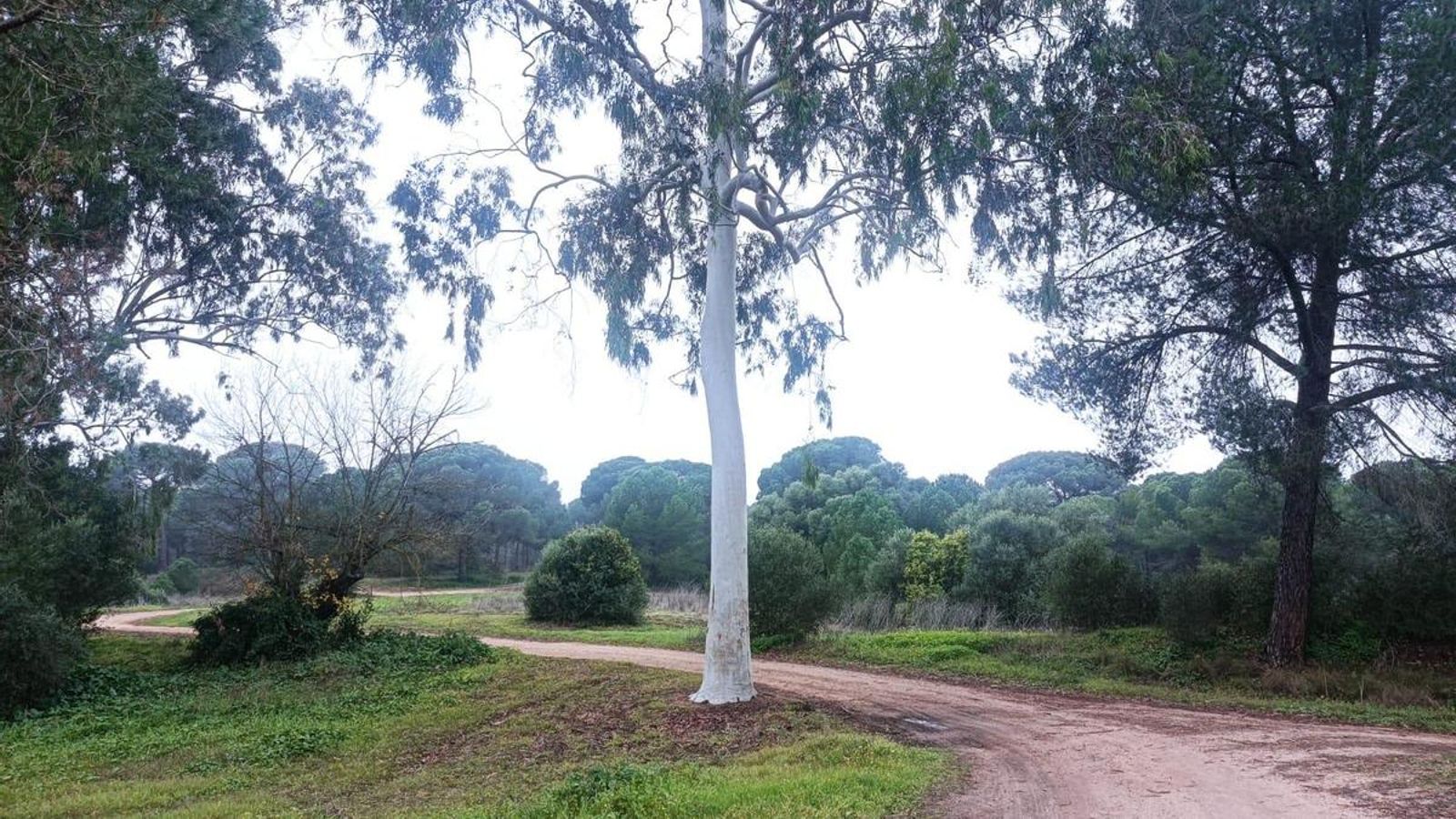 El cruce con los eucaliptos. Doblamos a la izquierda.