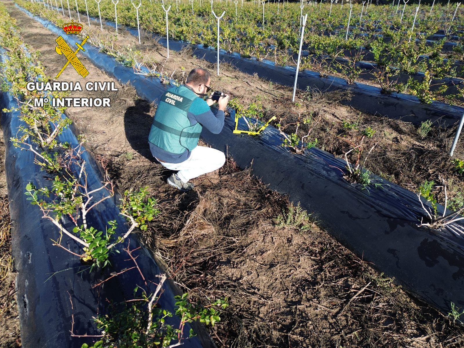 Tres investigados por robar 160 kg de moras y venderlas en la plaza de abastos de Huelva