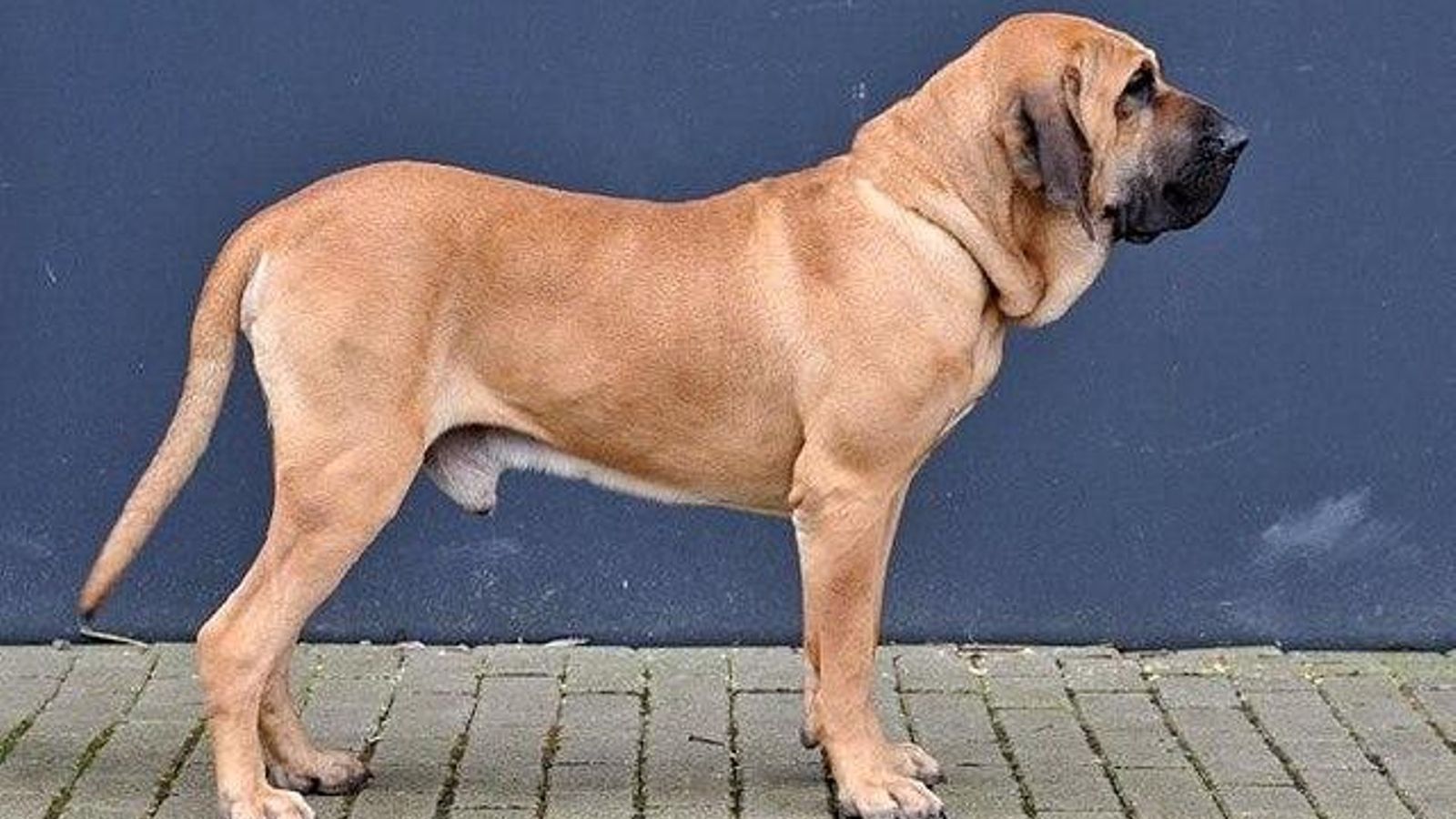 fila brasileiro