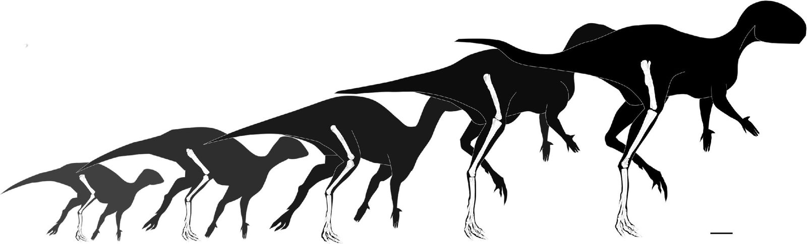 Hallan el dinosaurio ornitópodo más pequeño del mundo.