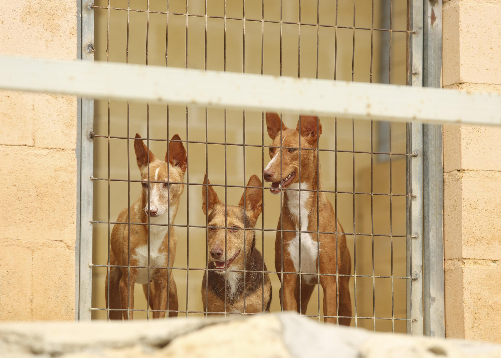 Las fotos de los animales de la Protectora de Málaga Las fotos de los animales de la Protectora de Málaga