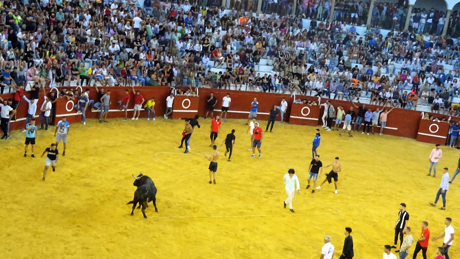 a tradición del Toro del Aguardiente pervive en algunos pueblos de la provincia.  En la imagen, el capeado en la feria de San Roque 2022.