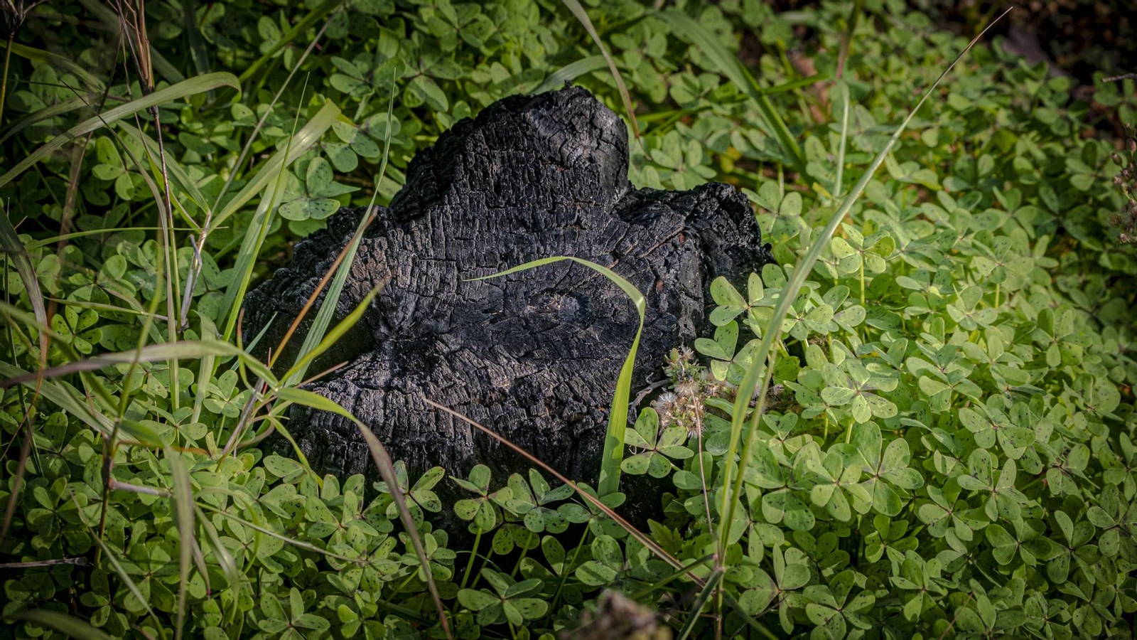Las imágenes de escolares reforestando el pinar de Las Canteras de Puerto Real.