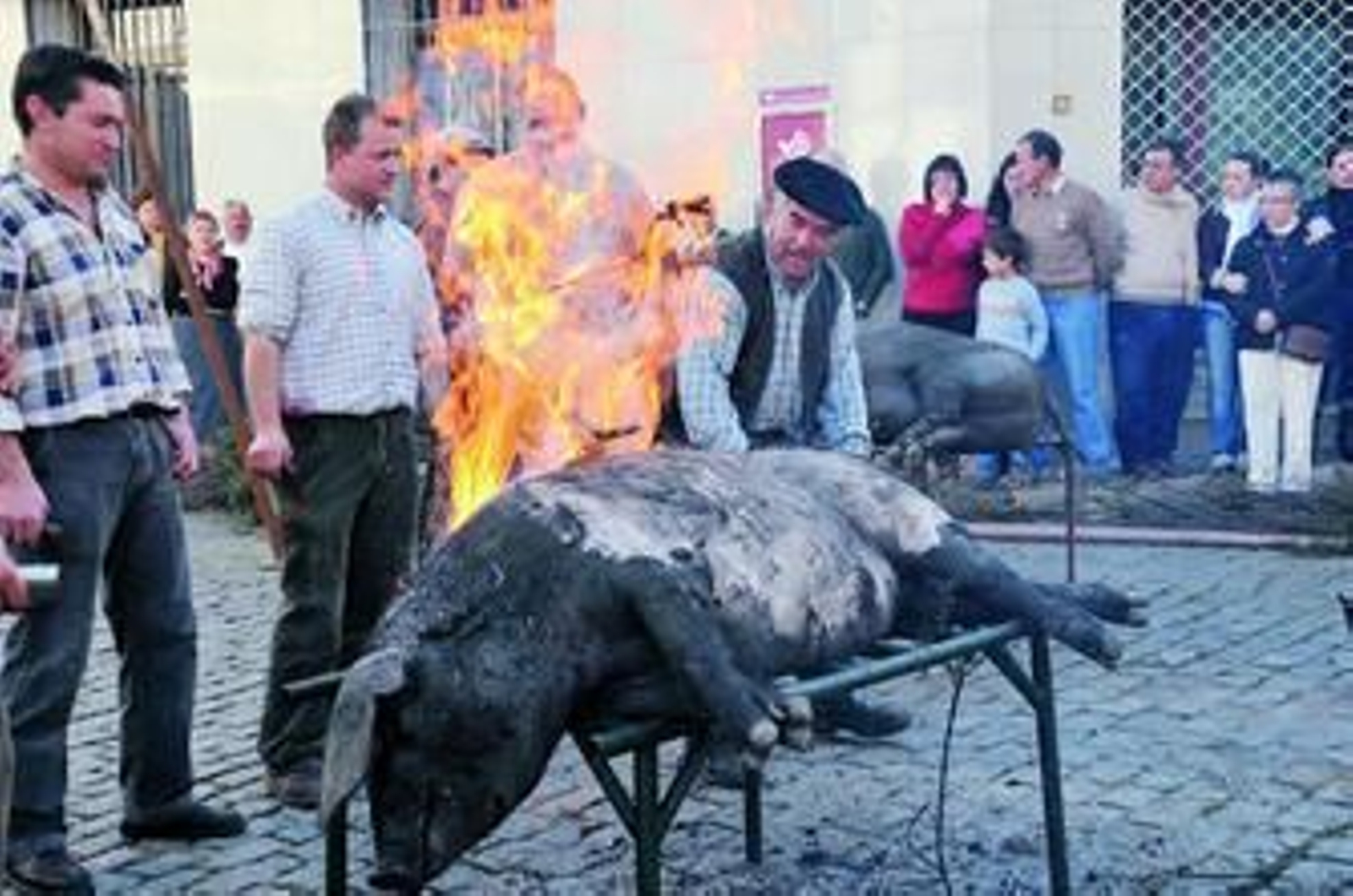 El matarife pega fuego a la piel del cerdo para quitarle los pelos y poder proceder al despiece del animal.
