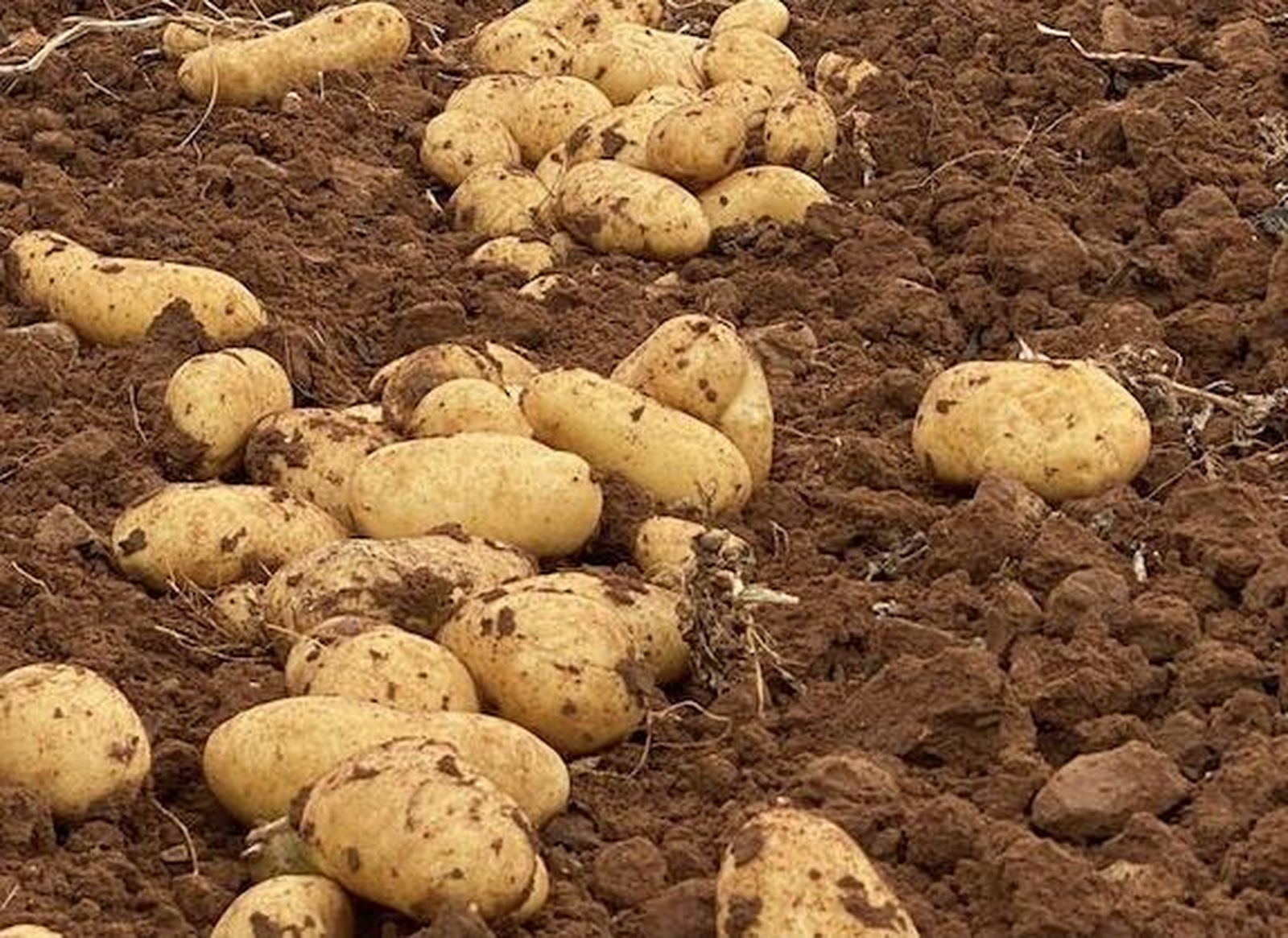 Patatas Meléndez, satisfecha con la excelente calidad de su patata de verdete