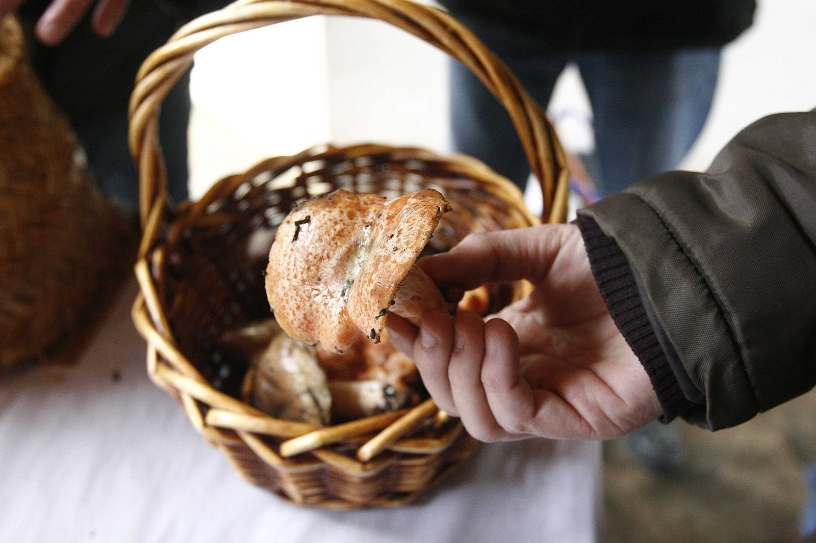 Ejemplar de seta obtenida durante las jornadas micológicas abulenses.