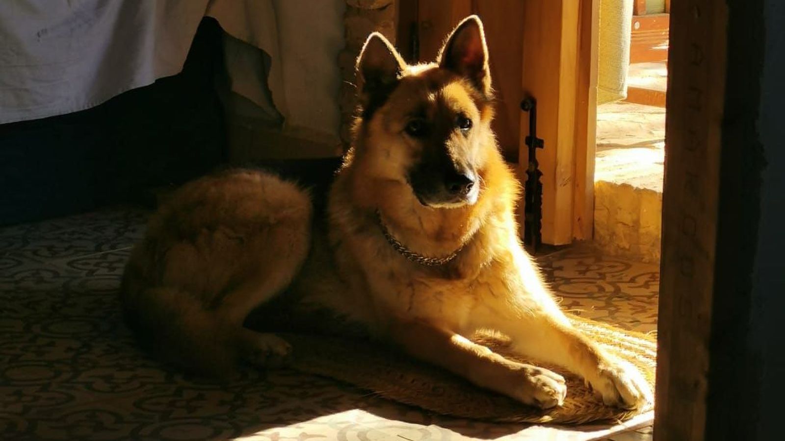 Perro del alcalde que ha sido envenenado.