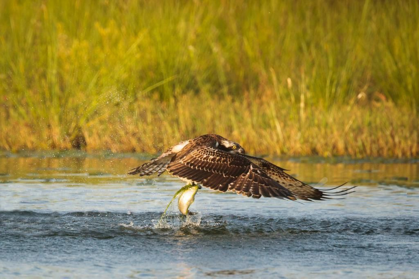 Águila pescadora en el delta del río Vélez