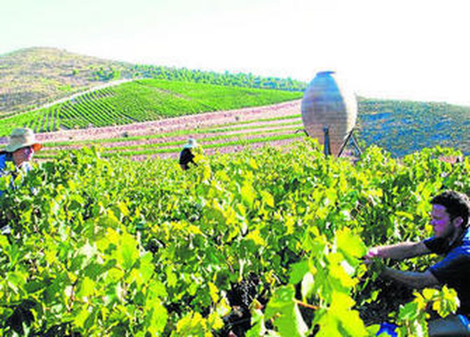 La provincia vende su uva fresca, principalmente, a Francia, que absorbe casi un tercio del total comercializado.