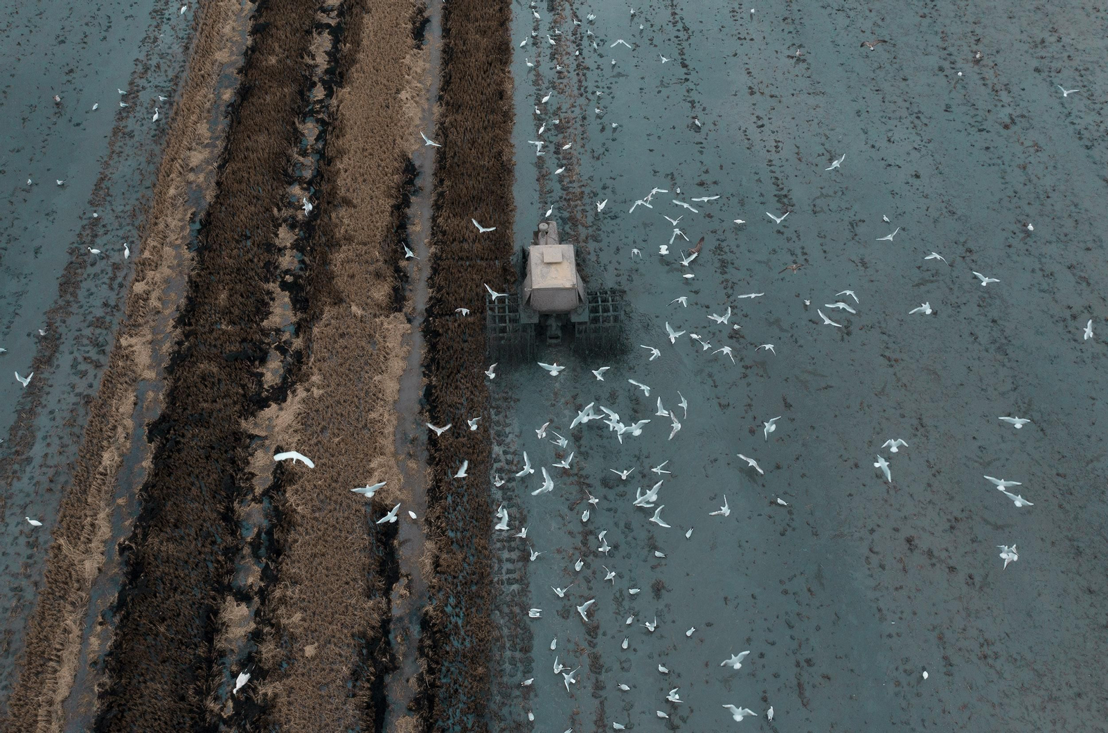 Labores después de la cosecha en las tablas de arroz de las Marismas del Guadalquivir
