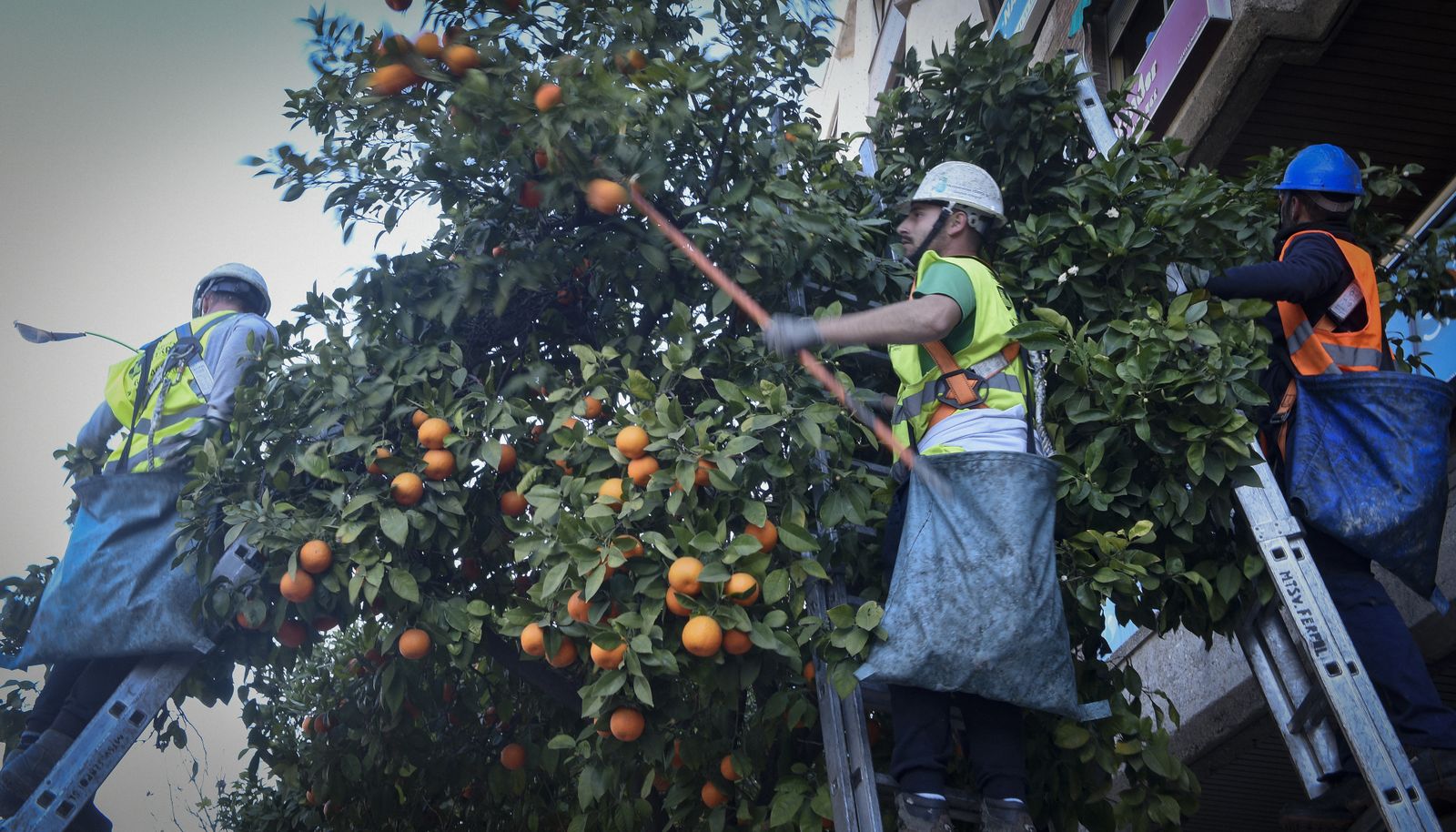 La recogida de naranja amarga en Sevilla