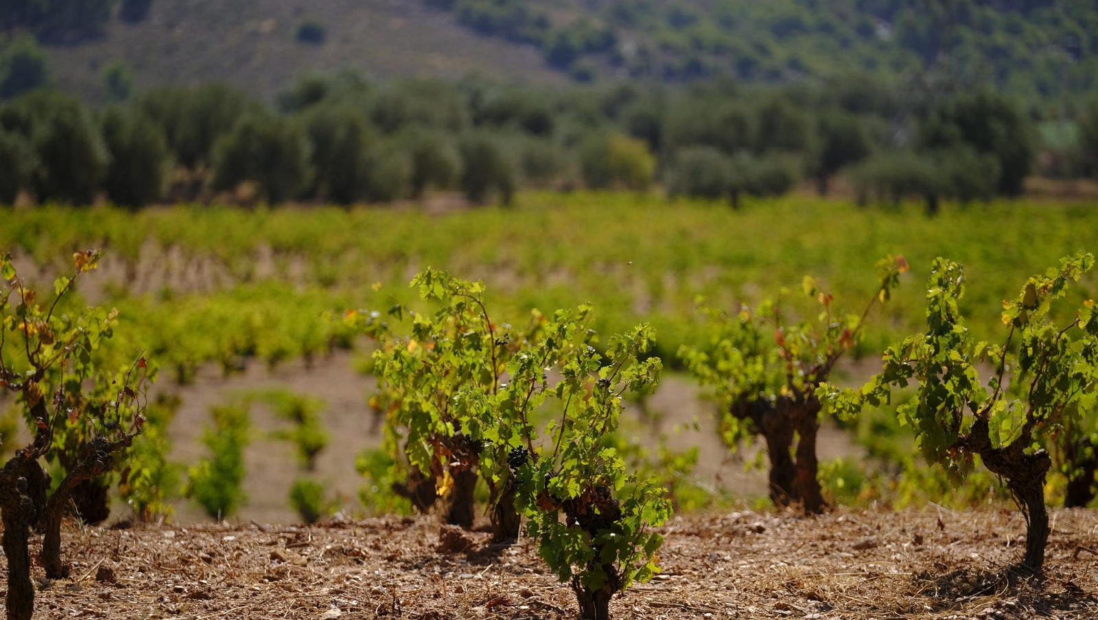 La vendimia en la Bodega Cortijo del Cura de Laujar, en imágenes