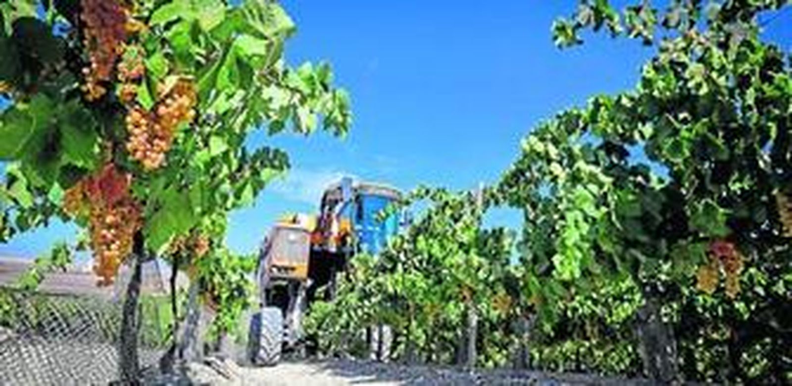 Una cosechadora de uva en pleno trabajo.