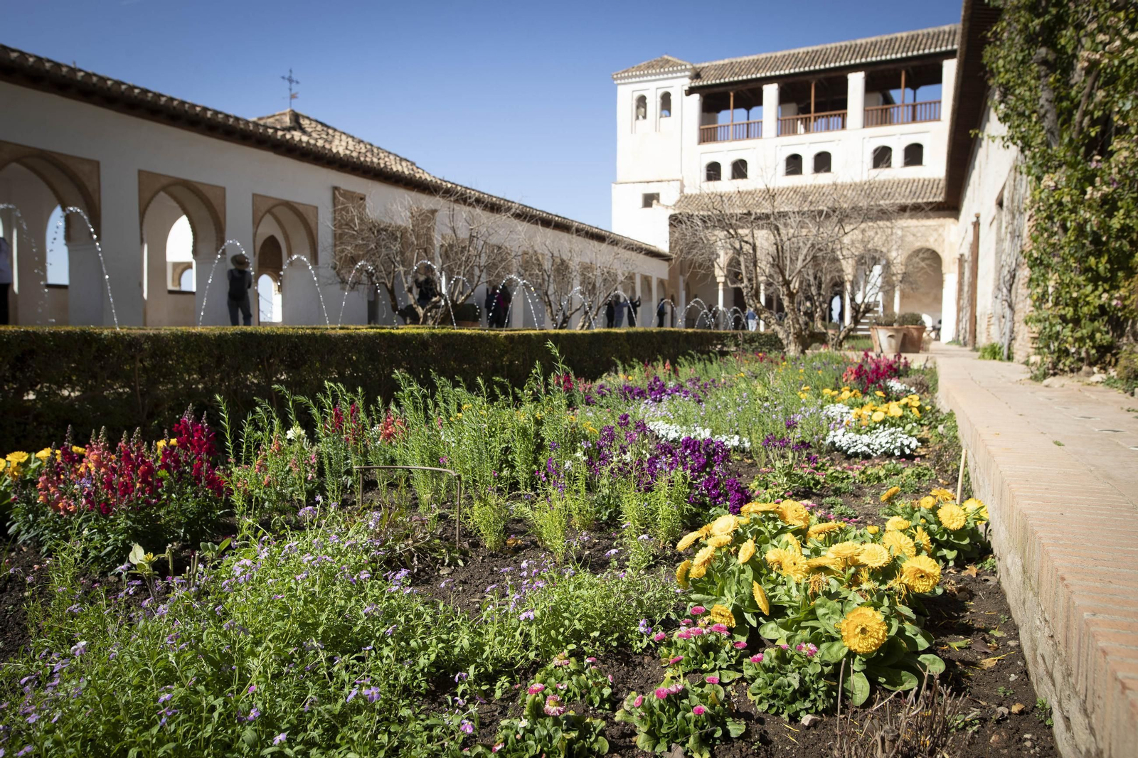 La Alhambra en flor...de invierno: las imágenes