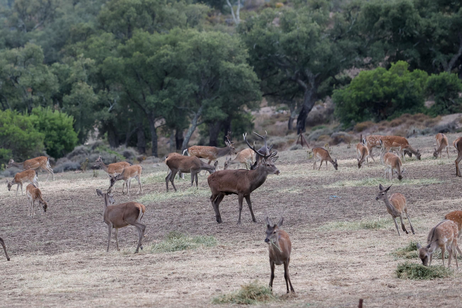 Fotos de la berrea en el Parque natural de Los Alcornocales