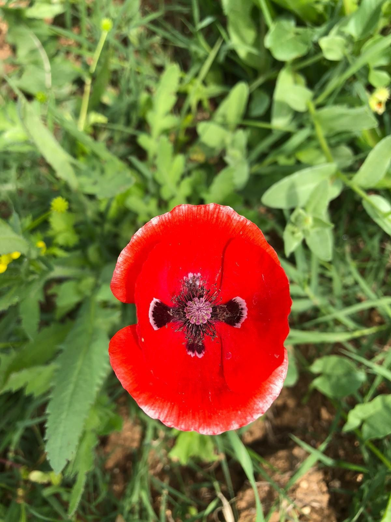 Las fotografías de la primavera en la Campiña de Córdoba