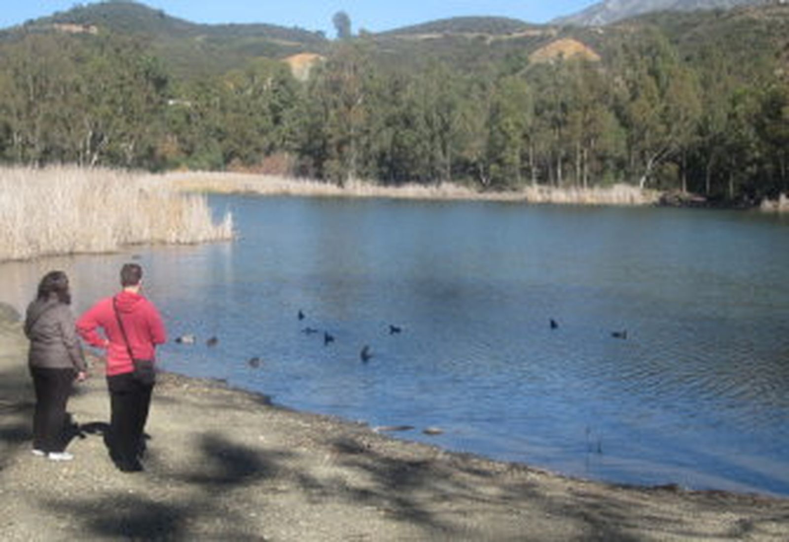 Los humedales llaman a la reforestación