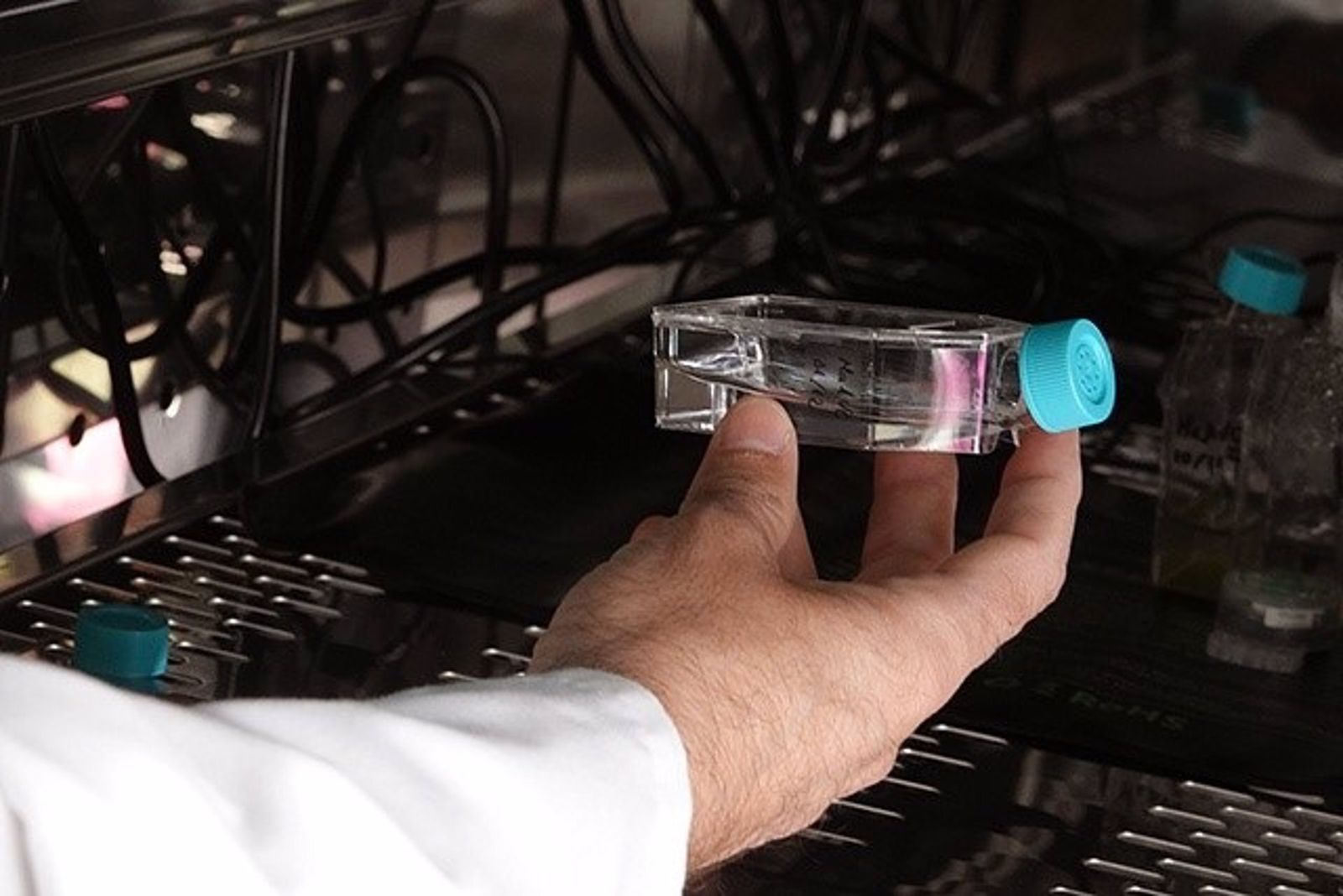 Cultivo de microalgas.